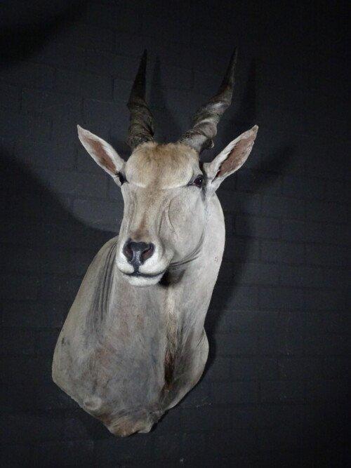 Elandantilope (Taurotragus oryx)