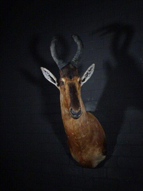 Red Hartebeest (Alcelaphus buselaphus)
