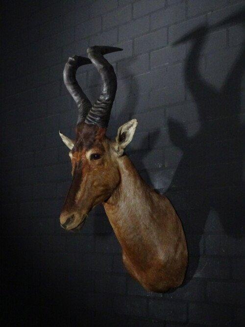 Red Hartebeest (Alcelaphus buselaphus)