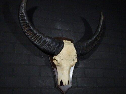 Australische Waterbuffel (Bubalus arnee bubalis)