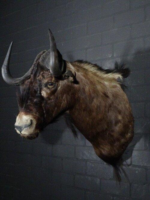 Black wildebeest (Connochaetes gnou)