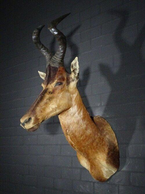 Red Hartebeest (Alcelaphus buselaphus)