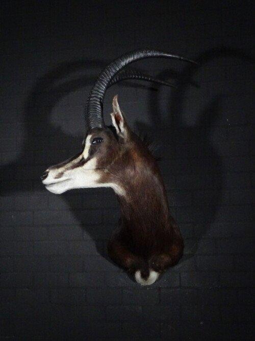 Sabelantilope (Hippotragus niger)
