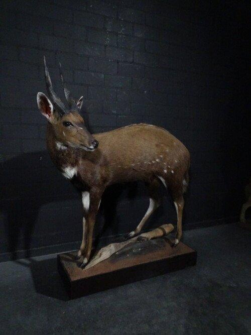Bushbok (Tragelaphus scriptus)