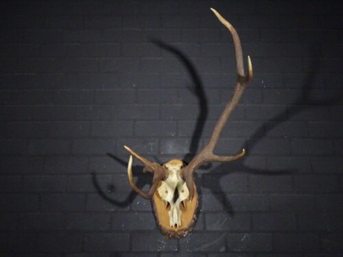 Edelhert (Cervus elaphus)