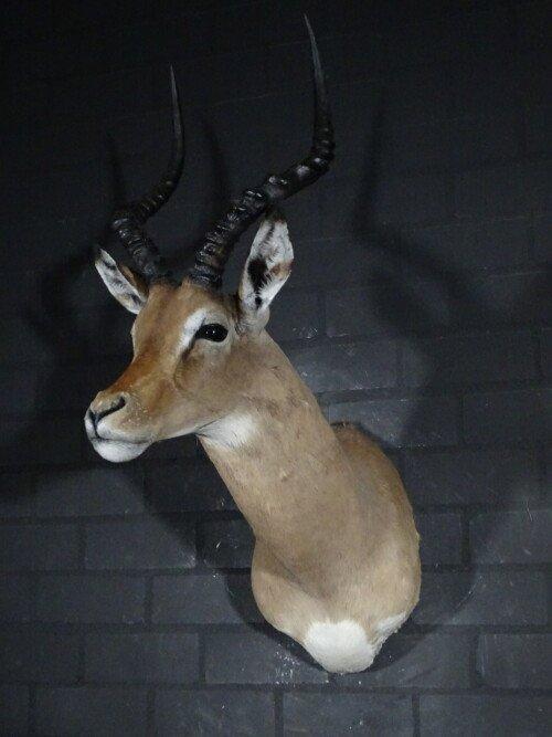 Impala (Aepyceros melampus)