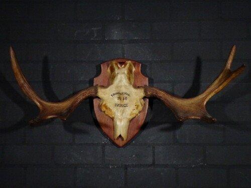 Eland (Alces Alces)