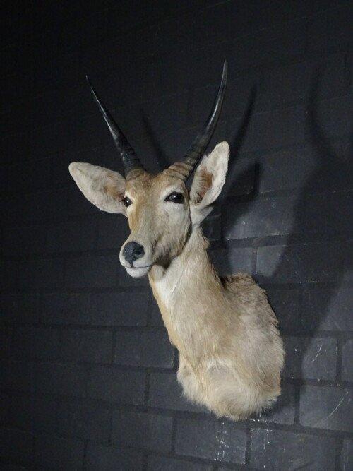 Reedbok (Redunca Redunca)