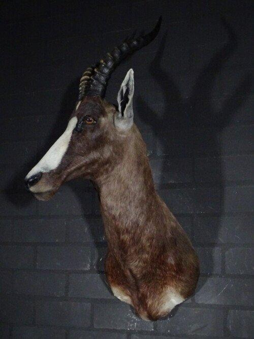 Blesbok (Damaliscus pygargus phillipsi)