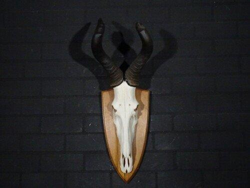 Red Hartebeest  (Alcelaphus buselaphus)