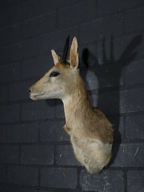 Duiker (Sylvicapra grimmia)