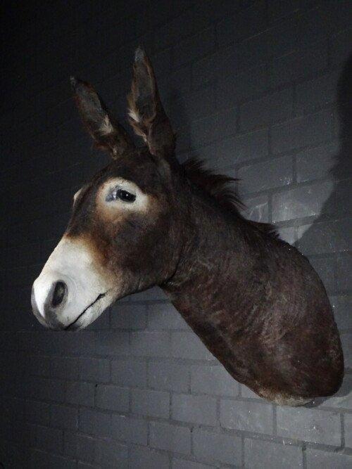 Ezel (Equus africanus asinus)