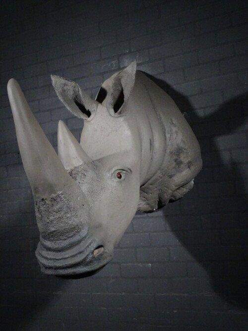 Witte Neushoorn (Ceratotherium simum)