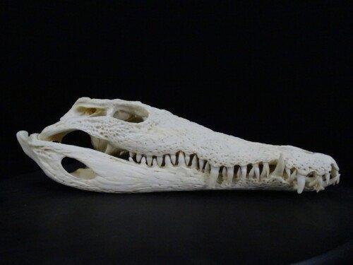 Nijlkrokodil (Crocodylus niloticus) 32 cm