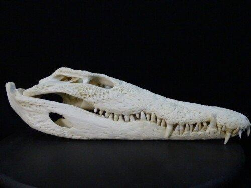 Nijlkrokodil (Crocodylus niloticus) 41cm!