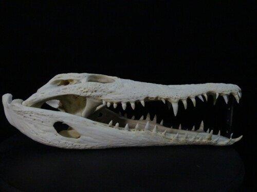 Nijlkrokodil (Crocodylus niloticus) 39.5cm!