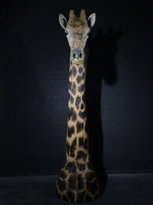 Giraffe (Giraffa)