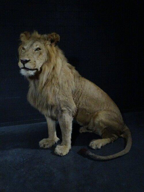 Leeuw (Panthera leo)