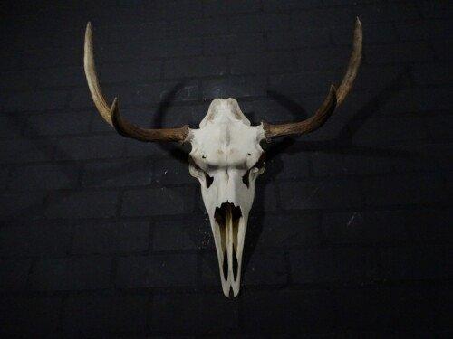 Eland (Alces Alces)