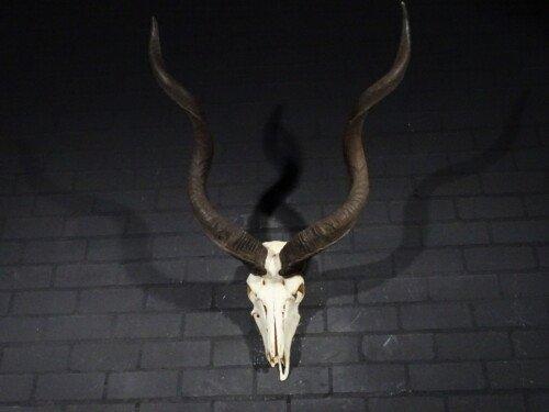 Kudu (Tragelaphus strepsiceros)