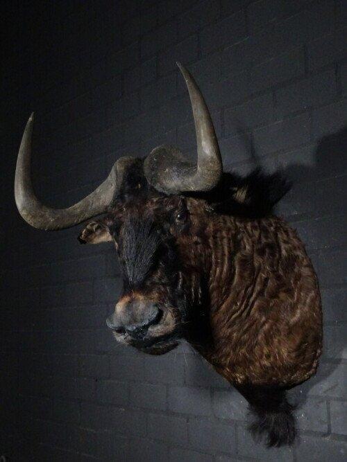 Black wildebeest (Connochaetes gnou)