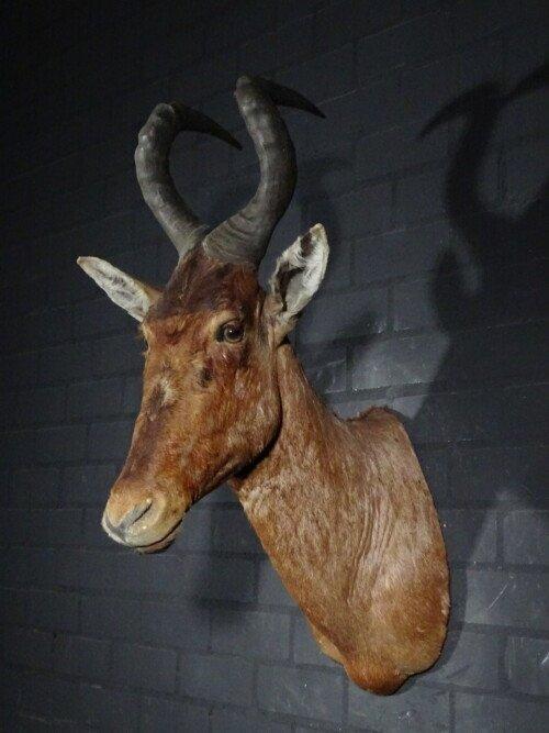 Red Hartebeest (Alcelaphus buselaphus)