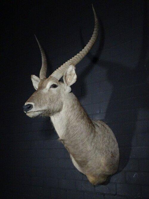 Waterbok (Kobus ellipsiprymnus)
