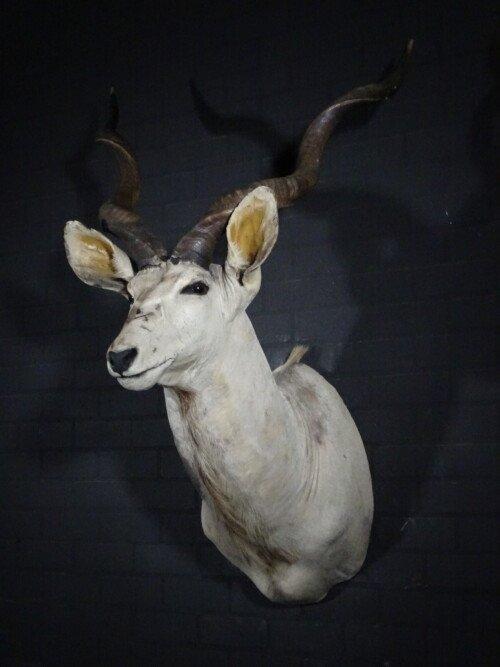 Grote Kudu (Tragelaphus strepsiceros)
