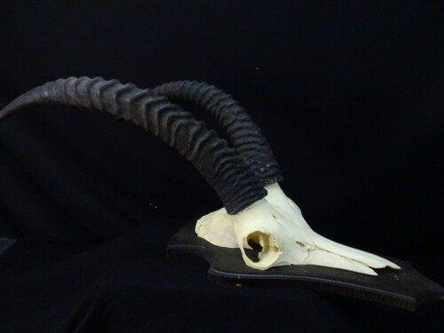 Roan Antilope (Hippotragus equinus)