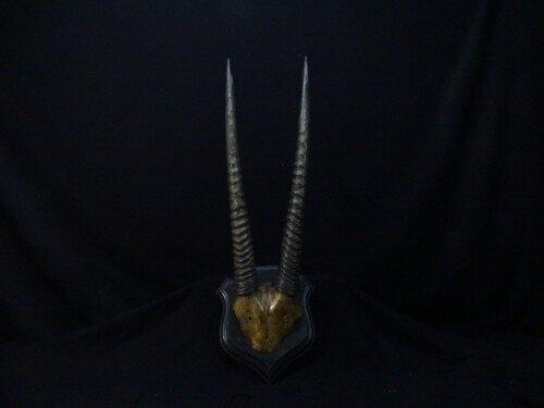 Oryx (Oryx gazella)