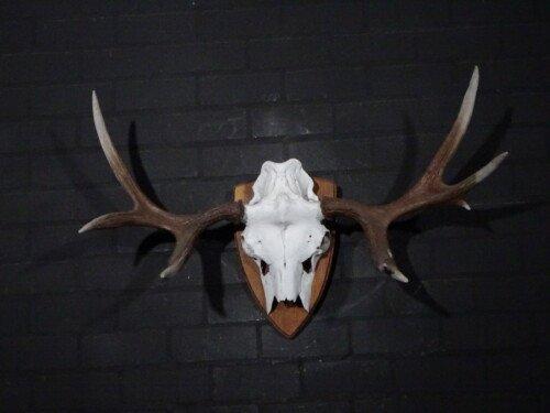 Eland (Alces Alces)