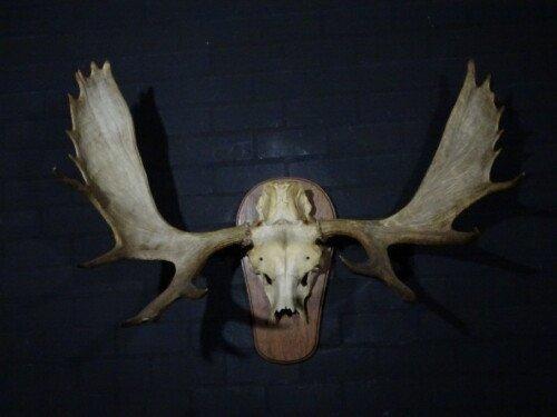 Eland (Alces Alces)