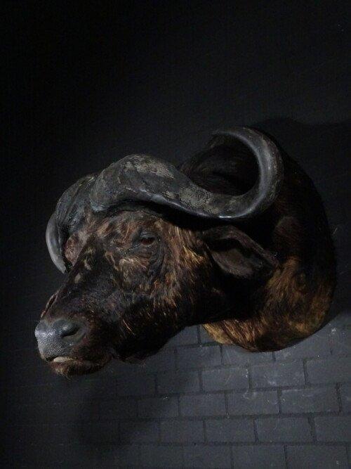 Kafferbuffel (Syncerus caffer)