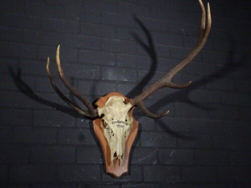 Edelhert (Cervus elaphus)