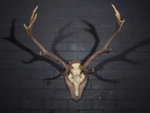 Edelhert (Cervus elaphus)