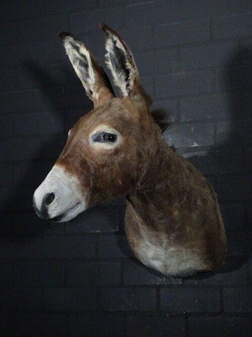 Ezel (Equus africanus asinus)