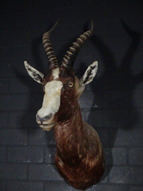 Blesbok (Damaliscus pygargus phillipsi)