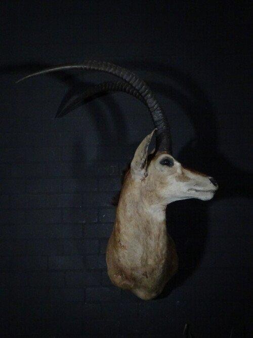 Sabelantilope (Hippotragus niger)