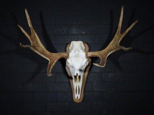 Eland (Alces Alces)