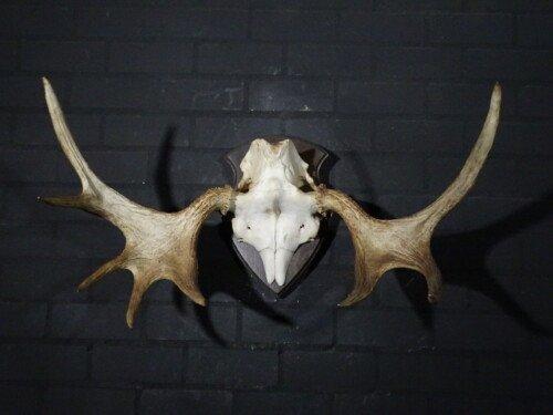 Eland (Alces Alces)