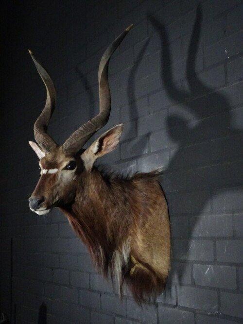Nyala (Tragelaphus angasii)
