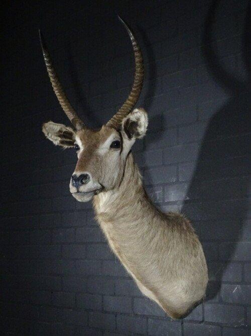 Waterbok (Kobus ellipsiprymnus)