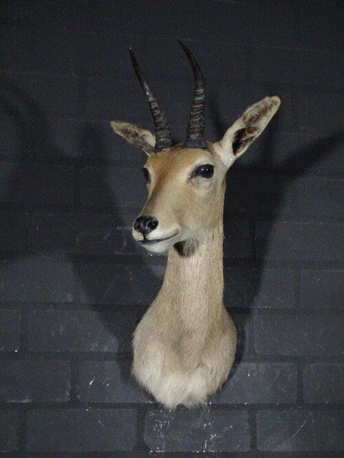 Reedbok (Redunca Redunca)
