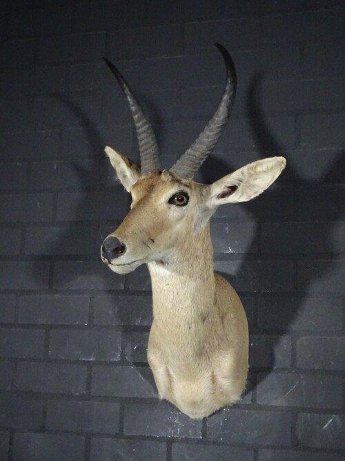 Reedbok (Redunca Redunca)