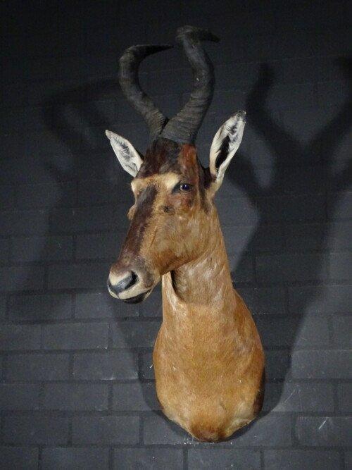 Red Hartebeest (Alcelaphus buselaphus)