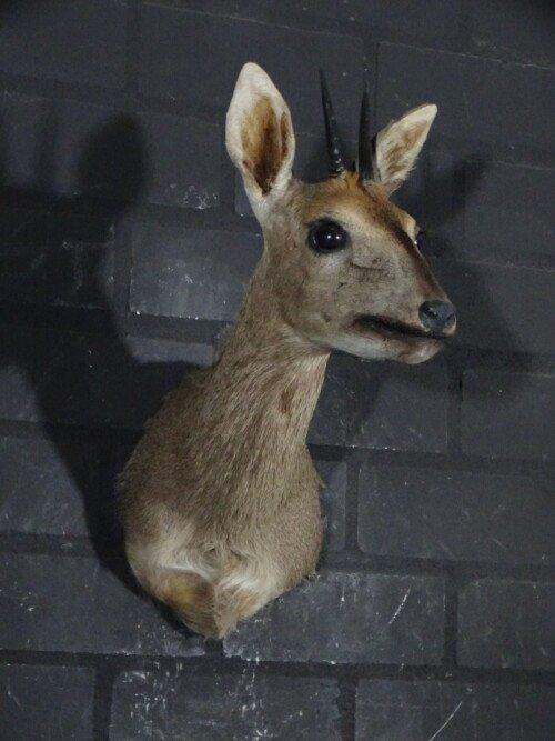 Duiker (Sylvicapra grimmia)