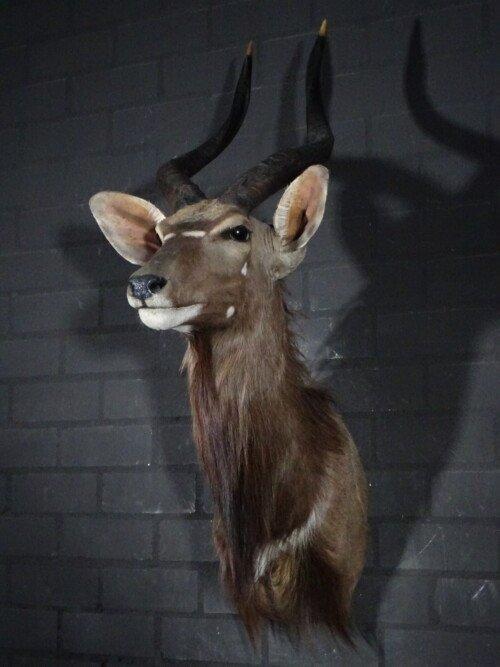 Nyala (Tragelaphus angasii)