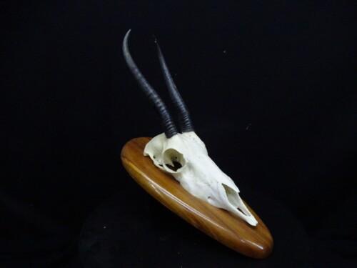 Springbok (antidorcas-marsupialis)