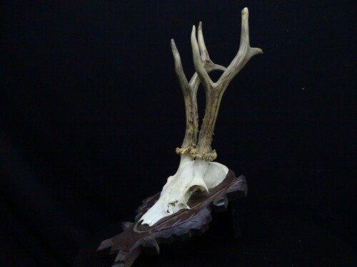 Reebok (Capreolus capreolus)