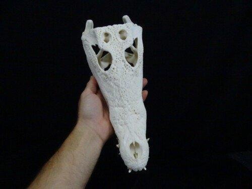 Nijlkrokodil (Crocodylus niloticus) 34 cm